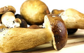 mushroom beta-glucan